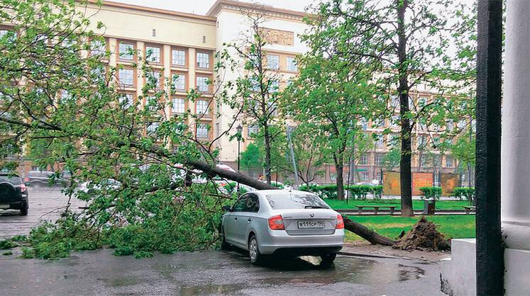 Не мешайте саженцам расти