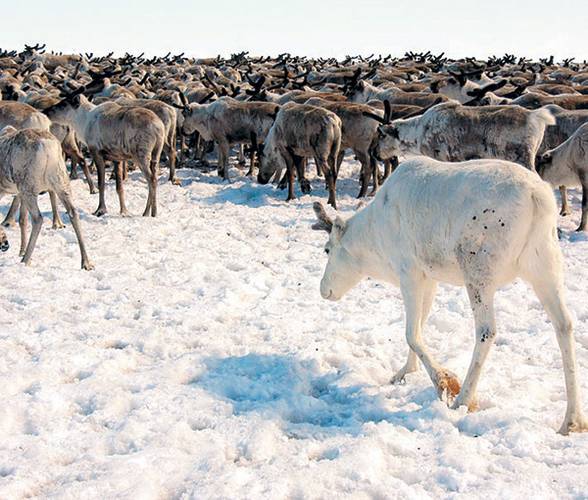 Опыт Ямала по поставкам мяса северного оленя за границу рекомендован Минсельхозом РФ к внимательному изучению. Помимо ЯНАО такие поставки осуществляет только Республика Коми 004_expert_ural_42-14.jpg 