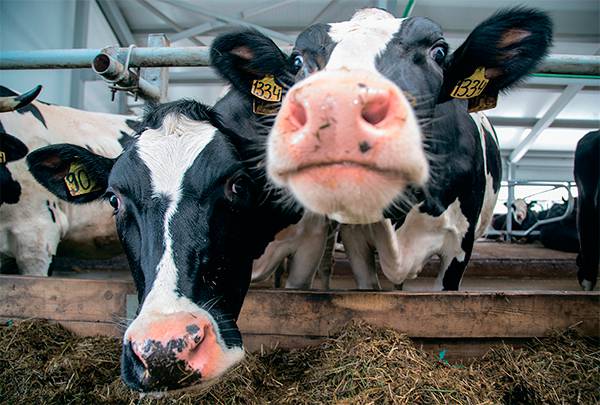 Молочное животноводство — одно из наиболее капиталоемких направлений инвестиций в АПК в прошлом году 57-02.jpg ТАСС