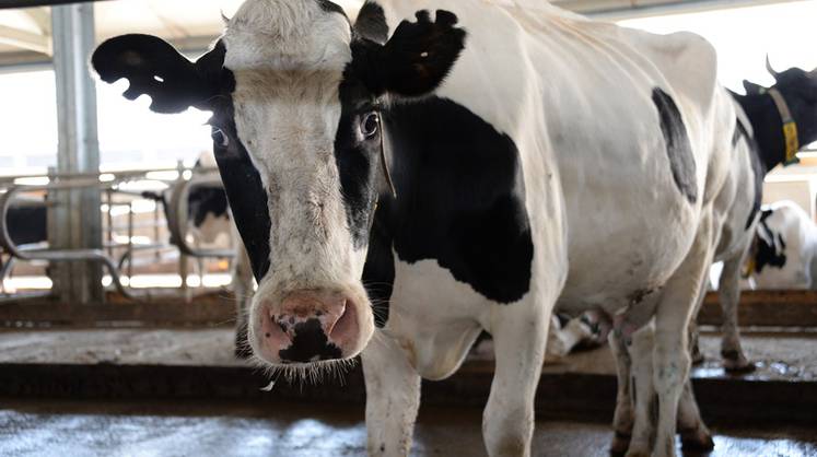 Тенденции моды: одежду в Европе будут делать из навоза
