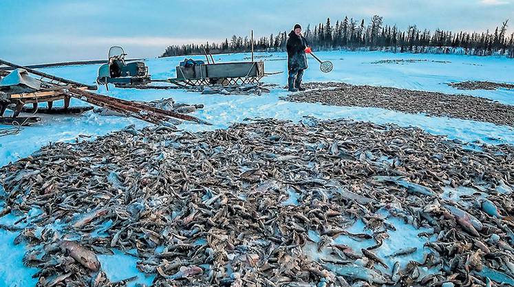 Ямал переориентируется на черную рыбу