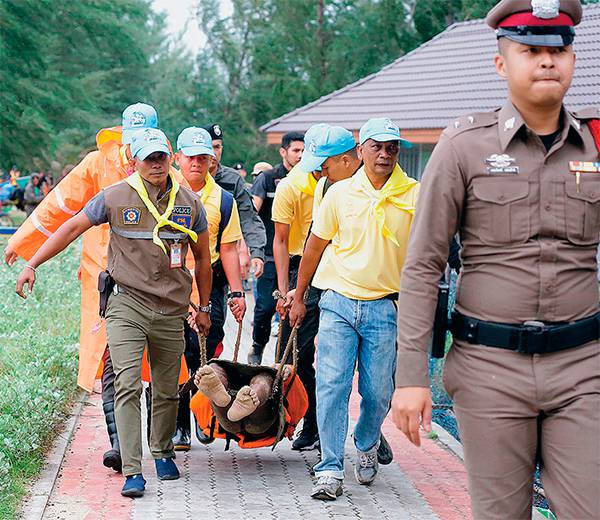 ТАСС В Таиланде туристы страдают от отравлений и укусов диких животных