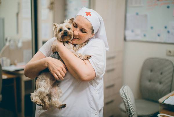 Состарившуюся Бусю сестры забрали у заводчиков. Она дежурит в палатах вместе с ними. Как говорят сестры, несет свой собачий крест 037_rusrep_12-1.jpg Ольга Филонова