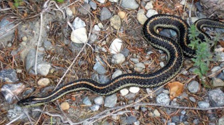 В МЧС рассказали, как вести себя при встрече со змеей
