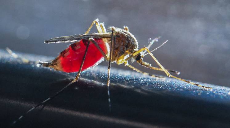 В Астраханской области растёт число заболевших лихорадкой Западного Нила