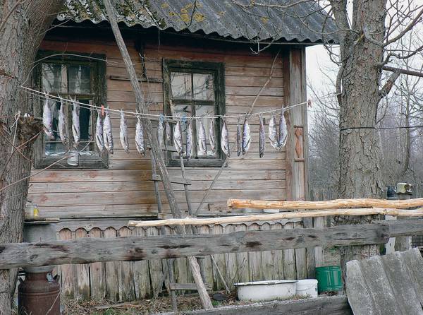 Рыбку чехонь называют также сабляницей или попросту шаблей — свежепойманная, она сверкает на солнце, словно клинок 055_rusrep_17-2.jpg Наталия Курчатова