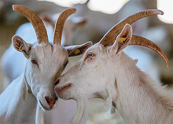 EPA/CLEMENS BILAN На современной ферме козы будут под цифровым контролем