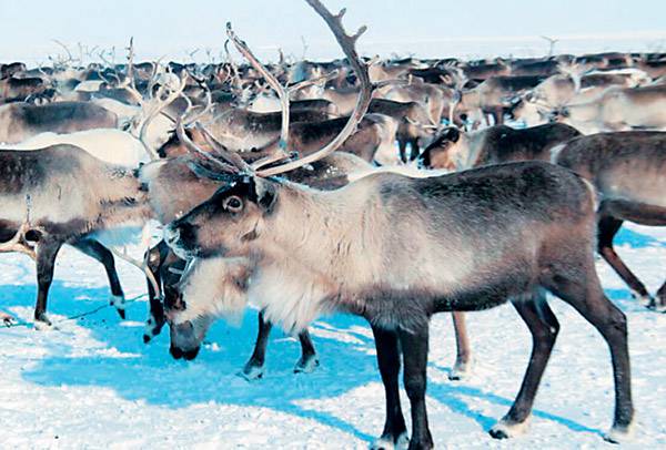 Поголовье оленей на Ямале составляет 750 тыс. животных — это самое большое стадо в мире  004_expert_ural_05-1.jpg 