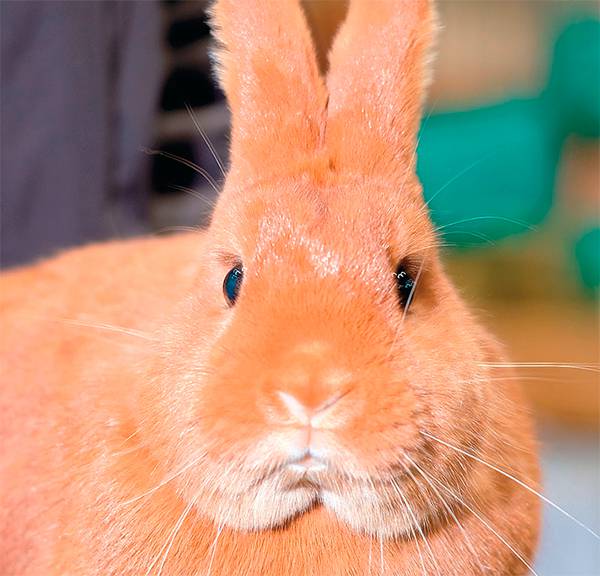 SEBASTIAN WILLNOW /DPA/TASS Промышленные масштабы дошли до кроликов