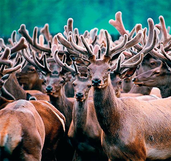  В Бурятию прибыли маралы