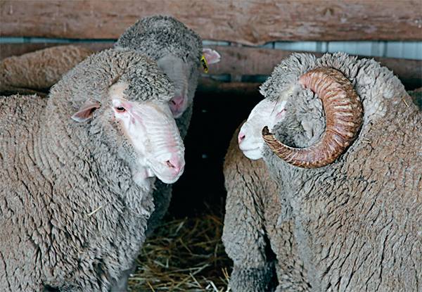 АЛЕКСАНДР ПОГОЖЕВ/ТАСС «Дамате» займется бараниной