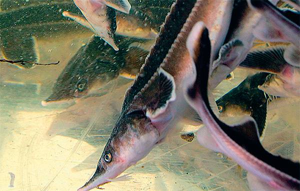 БЕЛОУСОВ ВИТАЛИЙ /ITAR-TASS Больше стерляди и муксуна