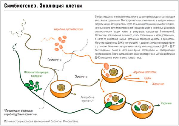 Симбиогенез. Эволюция клетки 58-02.jpg 