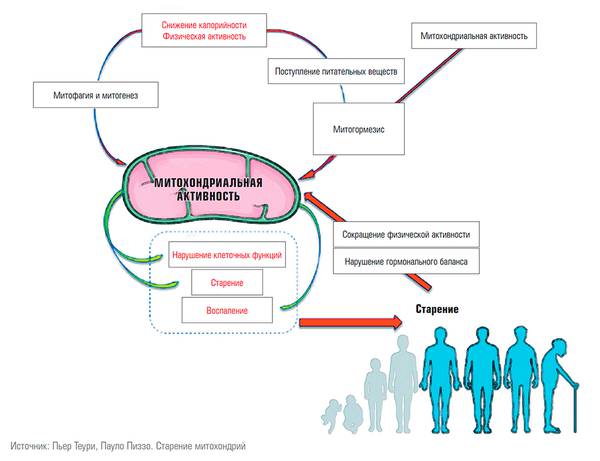 Митохондриальное здоровье находится в центре причинно-следственных патологических изменений клеток организма. Первоначальный упрощенный взгляд на митохондриальную свободную радикальную теорию старения (MFRTA), постулирующий митохондриальную активность / изолированное взаимодействие ROS / мтДНК, в настоящее время заменен более интегративным взглядом, в котором здоровые митохондрии являются результатом многочисленных метаболических сетей, клеточных путей и молекулярных взаимодействий, воздействующих на различные аспекты старения, в различных тканях и по-разному. Дисфункция митохондрий является центральным событием во многих патологиях и напрямую способствует скорости развития возрастных процессов.  1. Снижение калорийности и физическая активность активируют митофагию и митогенез, что улучшает «здоровье» митохондрий. 2. Гиперчувствительность к продуктам питания, экологическая нагрузка на митохондрии бытовой химией и бытовыми пластмассами, микроокружением и экологией приводит к нарушению равновесия в жизненном цикле митохондрий в каждой клетке, что, в свою очередь, незамедлительно отражается на состоянии энергетического снабжения клетки.  3. Хронический энергодефицит в клетке — это начало хронических заболеваний. Нарушаются базовые функции клетки, и запускаются внутриклеточные механизмы повреждения, старения и воспаления. Дальнейшее снижение гормональной регуляции и, как следствие, физической активности лишь ускоряют процессы старения.   58-03.jpg Пьер Теури, Пауло Пиззо. Старение митохондрий