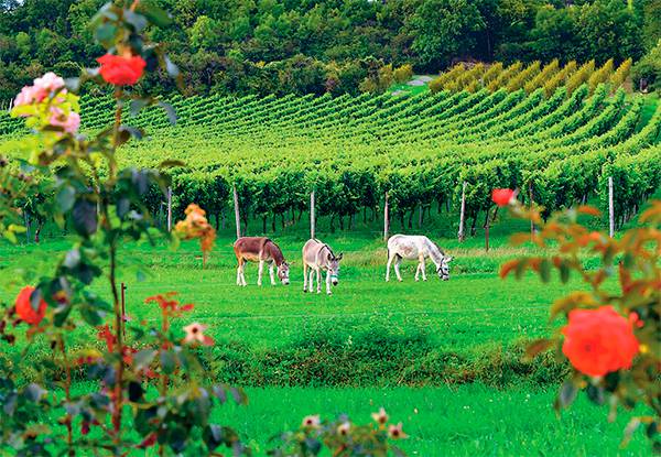 JENS KALAENE/DPA/TASS Элиту саженцев вырастят в России