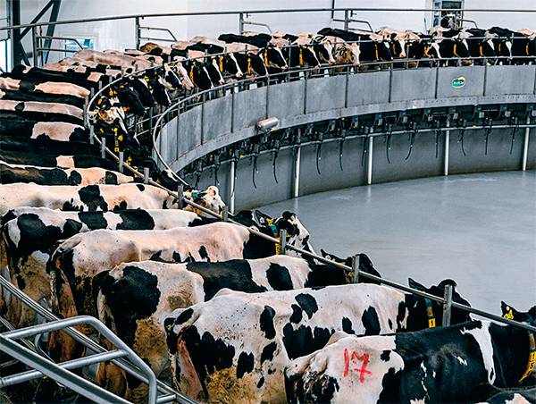 ВИТАЛИЙ НЕВАР/ТАСС Импорт кормов для животноводства снизится