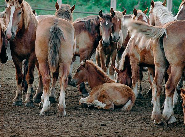 МОШКОВ НИКОЛАЙ /ФОТОХРОНИКА ТАСС Сухое кобылье молоко пойдет на экспорт