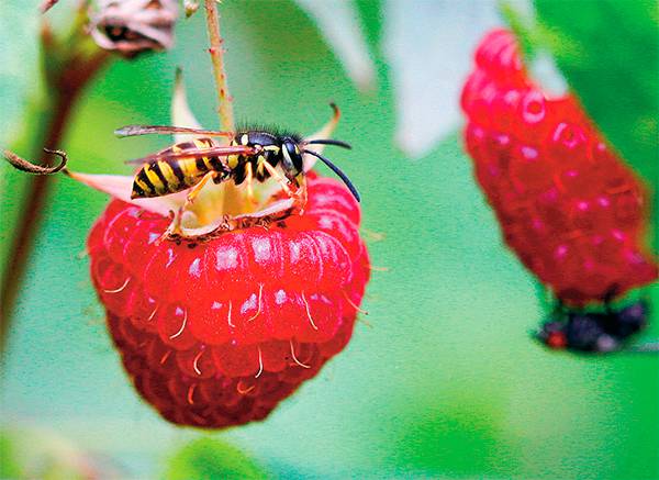 ROLAND WEIHRAUCH/DPA/PICTURE-ALLIANCE В Кабардино-Балкарии станут выращивать тепличные ягоды