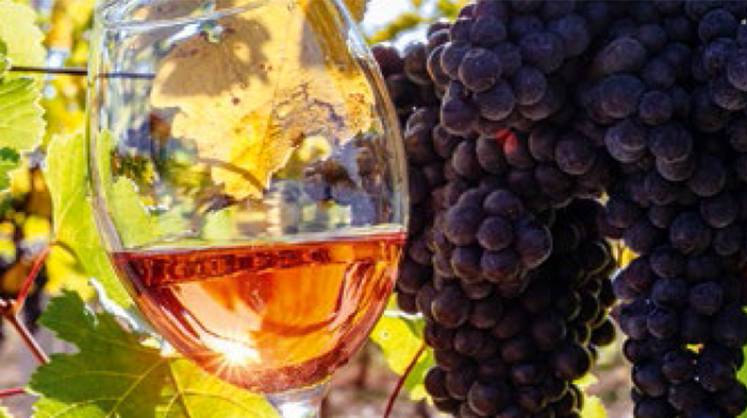 Виноделие: донские виноделы в 2022 году увеличили производство вдвое