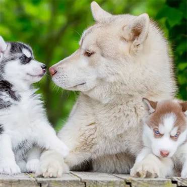 doge.ru Сибирский хаски