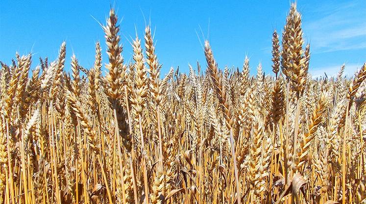 Аграрии заходят в убытки