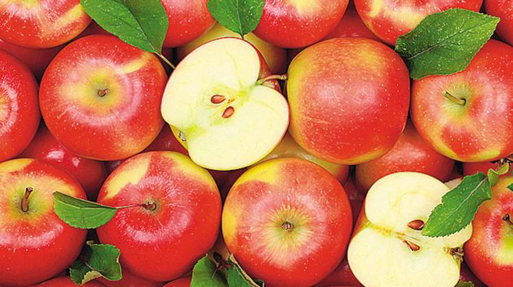 Агропром: французы отсортируют наши яблоки