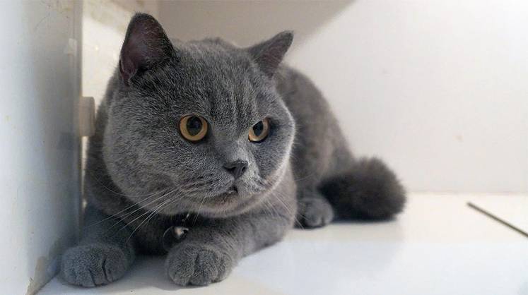 Медицинские изделия: инновационный биопластырь для животных