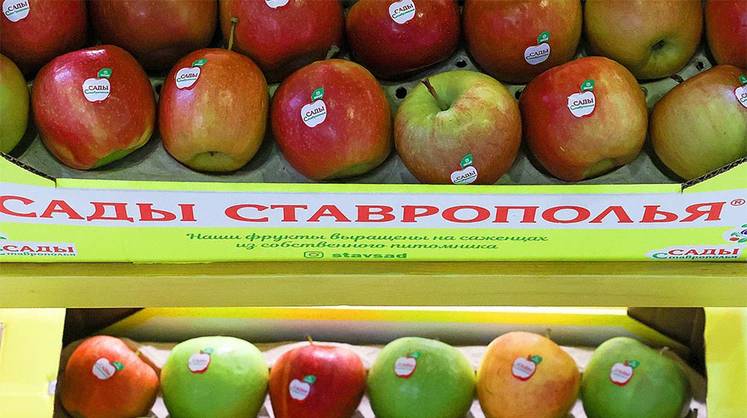 Интенсивное садоводство: импортозамещение маточных питомников Интенсивное садоводство: импортозамещение маточных питомников