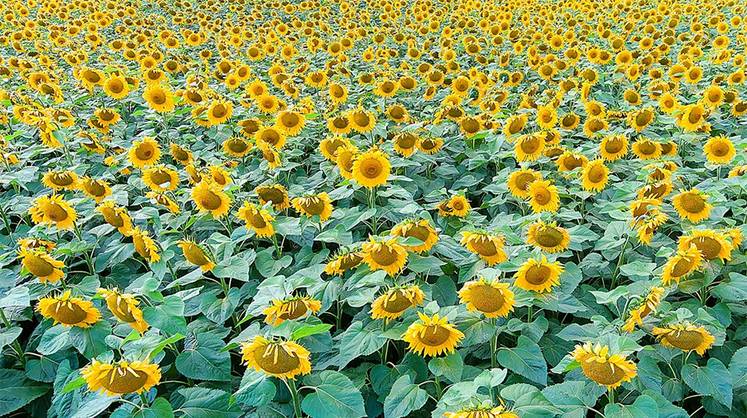 Агропром: крупнейшая в Европе переработка масличных