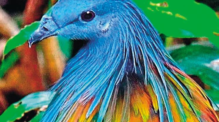 Маврикий: возрождение птицы додо