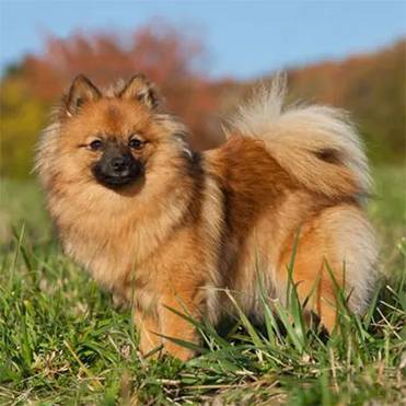 doge.ru Немецкий шпиц