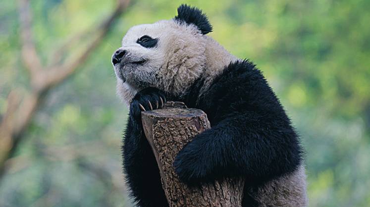 Китай: панды не вымирают, но уязвимы