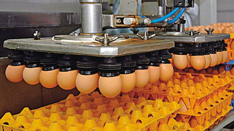 Производство яиц: «Роскар» вырывается вперед в инвестиционном забеге
