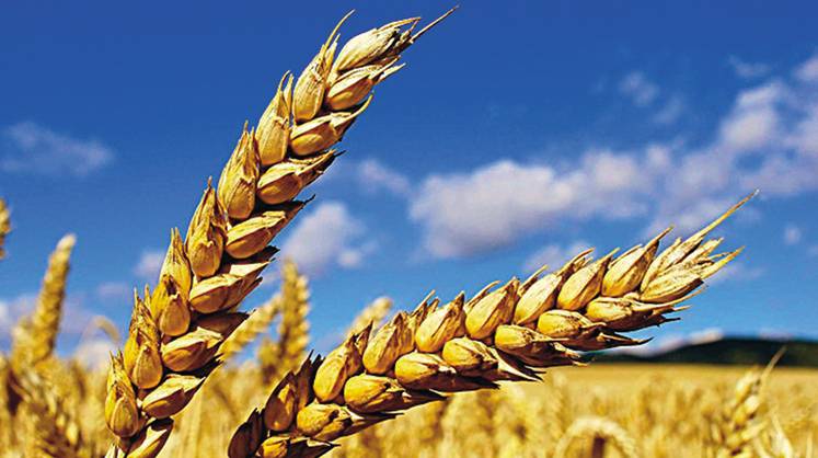 Запрет на импорт российского зерна в ЕС: без нужды ужесточили