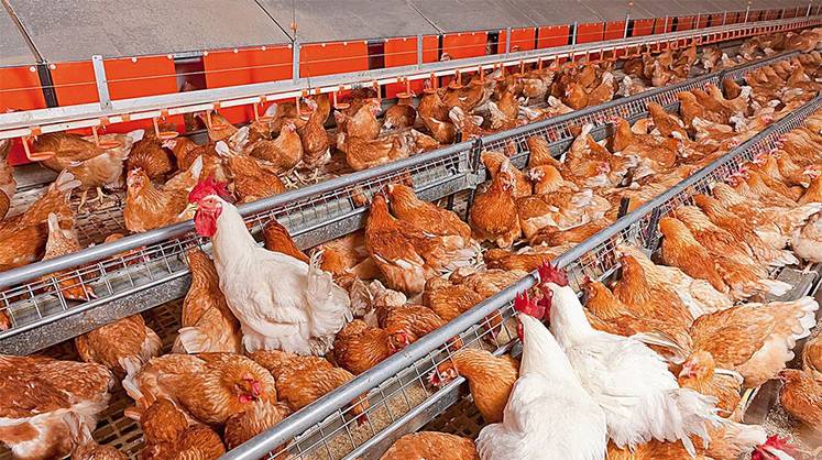 Агропром: кормовые добавки против антибиотиков