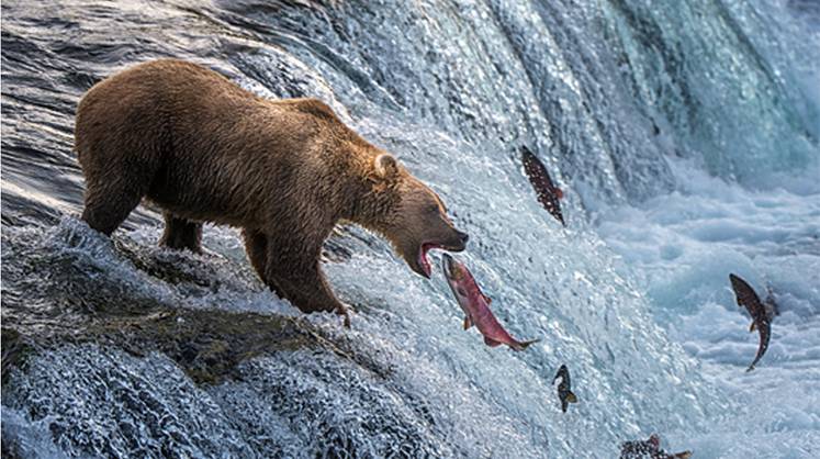 Вертикальная интеграция и машинное зрение спасают аквакультуру