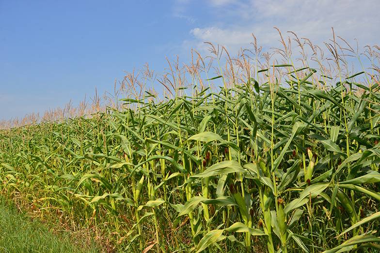 Марк Ольшанский /ТАСС «АгроТерра» делает ставку на выращивание наиболее маржинальных сельхозкультур — кукурузы, сои и других