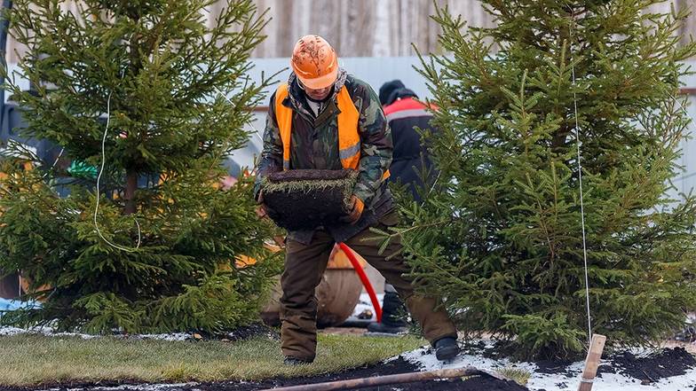 ТАСС Основной объем продаж декоративных растений приходится на государственные закупки
