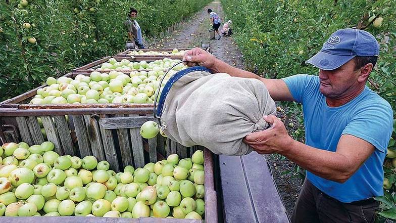СЕРГЕЙ МАЛЬГАВКО/ТАСС Производители яблок готовы к увеличению импорта на российском рынке, иначе весной возникнет дефицит
