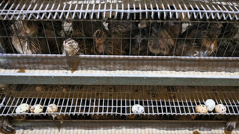 АЛЕКСАНДР РЕКА/ТАСС Перепелиные яйца — нишевый продукт, который  пользуется большим спросом