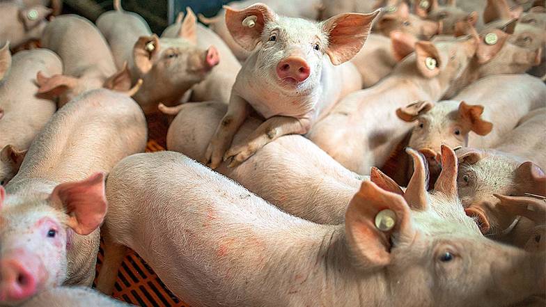 DPA/TASS Производство свинины растет благодаря росту  экспорта