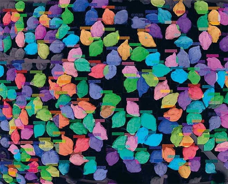  Визуализация работы математической модели определения веса — один из этапов идентификации кур  искусственным интеллектом