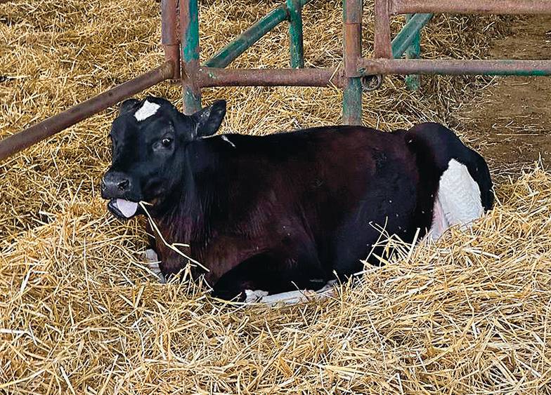  Телочка по имени Звездочка — первый российский клон коровы — является полной генетической копией мамы  — рекордсменки по надоям молока и впоследствии может стать «праматерью» стада таких же рекордсменов