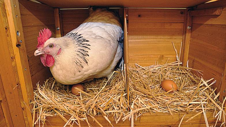 ТАСС Компенсация государством 20% от капитальных затрат на строительство птичников для выращивания  родительского стада привела к росту его производства и сокращению импорта инкубационного яйца