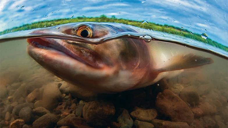 ТАСС/ ЮРИЙ СМИТЮК Естественное размножение дикой рыбы в природе не дает нужного прироста вылова для удовлетворения  растущего спроса населения