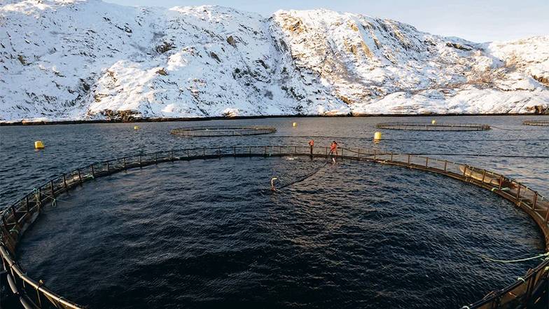 ИТАР-ТАСС/ ЛЕВ ФЕДОСЕЕВ Территория для размещения садков под разведение семги и морской форели в Баренцевом море ограничена  и давно поделена между компаниями — лидерами рынка аквакультуры