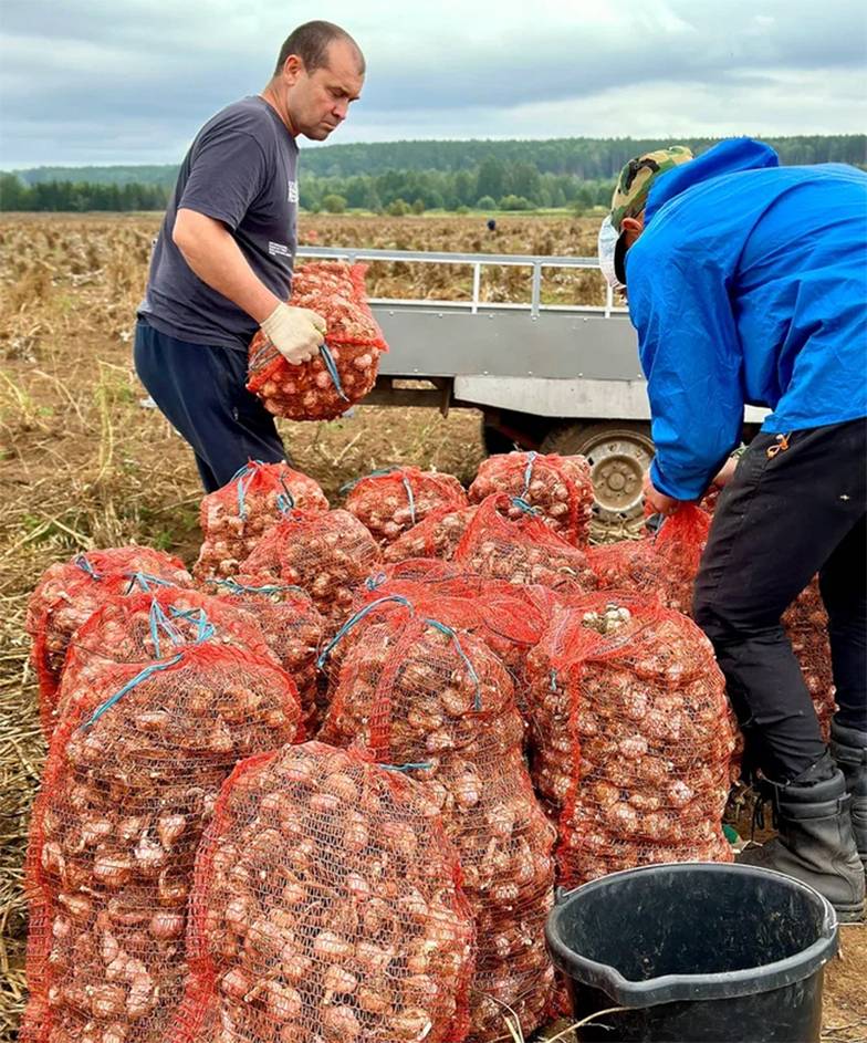 фото предоставлено Павлом Кувайцевым В ХОЗЯЙСТВЕ ПОКА НЕ МОГУТ  ОБОЙТИСЬ БЕЗ РУЧНОГО ТРУДА