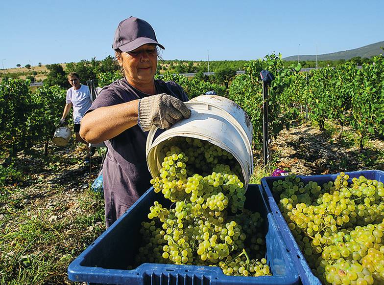 TASS Увеличение пошлин на импортное вино пока не влияет на рост внутреннего производства вина
