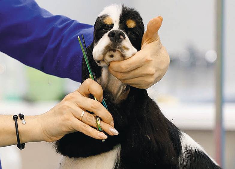 предоставлено компанией  «Грум» Дарья Гоц: «В услугах груминга нужны прежде всего рабочие руки, и нужно было построить систему, чтобы эти  руки постоянно рождать, входить в рынок»