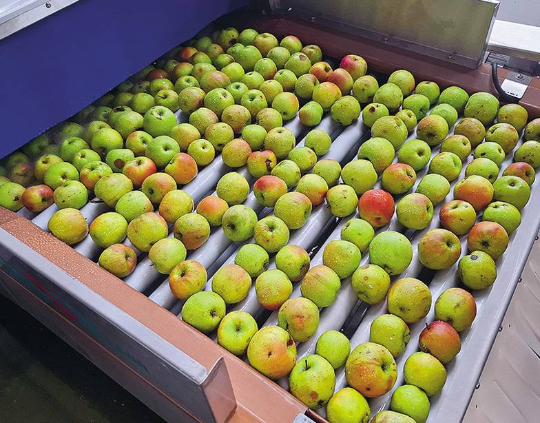 Артем   Костенко Перед закладкой в плодохранилище яблоки на автоматической линии моют, сушат, калибруют по размеру  и качеству